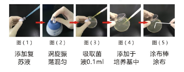 定量菌株 定量菌株