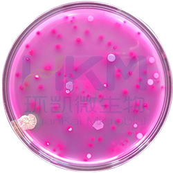 食品微生物检验GB4789.3-2016大肠菌群计数及注意事项
