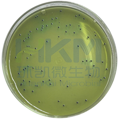 食品微生物检验GB4789.4-2016 沙门氏菌检验及注意事项