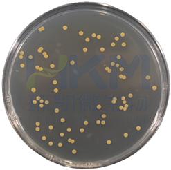食品微生物检验GB4789.2-2022菌落总数测定及注意事项