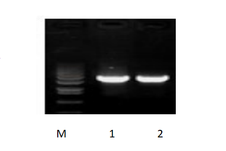 50μl 扩增体系,以 50ng 人基因组DNA 为模板,对 3kb 片段扩增结果。 50μl 扩增体系,以 50ng 人基因组DNA 为模板,对 3kb 片段扩增结果。