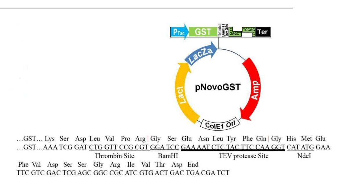 pGST 结构图 pGST 结构图