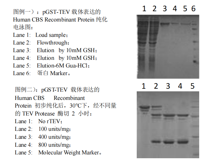 pGST-TEV Expression Kit应用实例 pGST-TEV Expression Kit应用实例