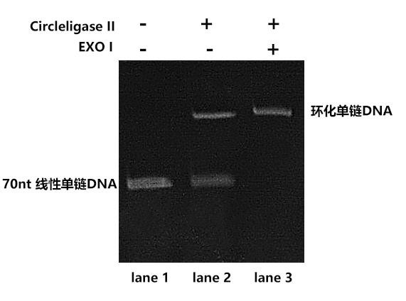 Circleligase II 连接结果检测(变性 PAGE 胶) Circleligase II 连接结果检测(变性 PAGE 胶)
