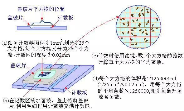 细菌总数 细菌总数