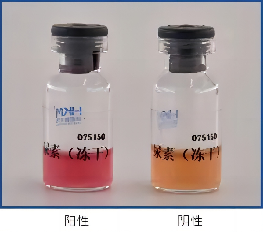尿素酶实验