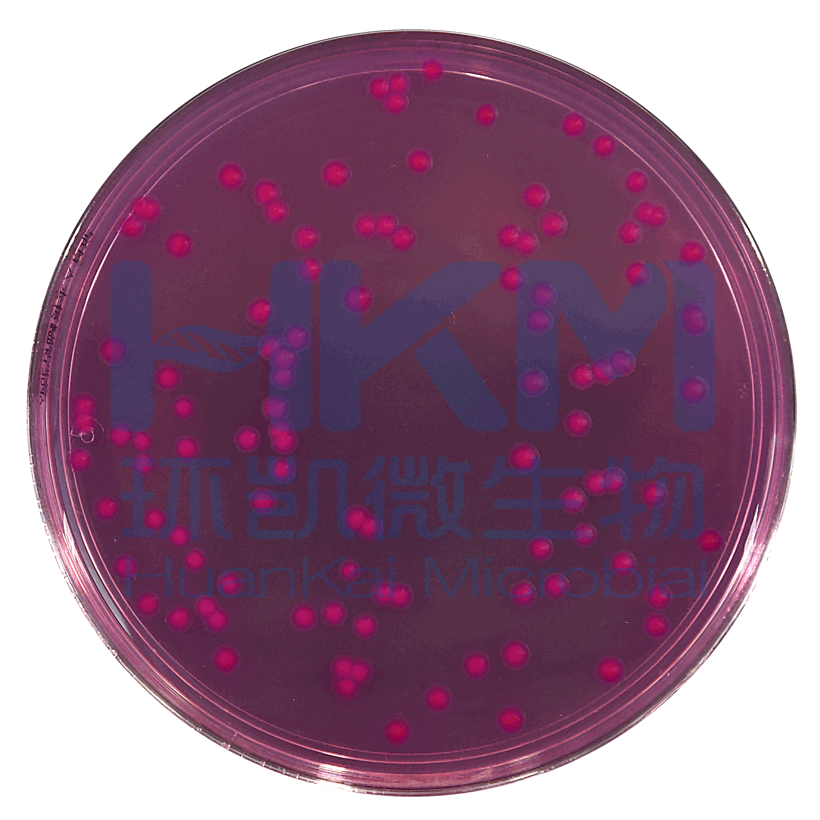食品微生物检验GB4789.8-2016 小肠结肠炎耶尔森氏菌检验及其注意事项