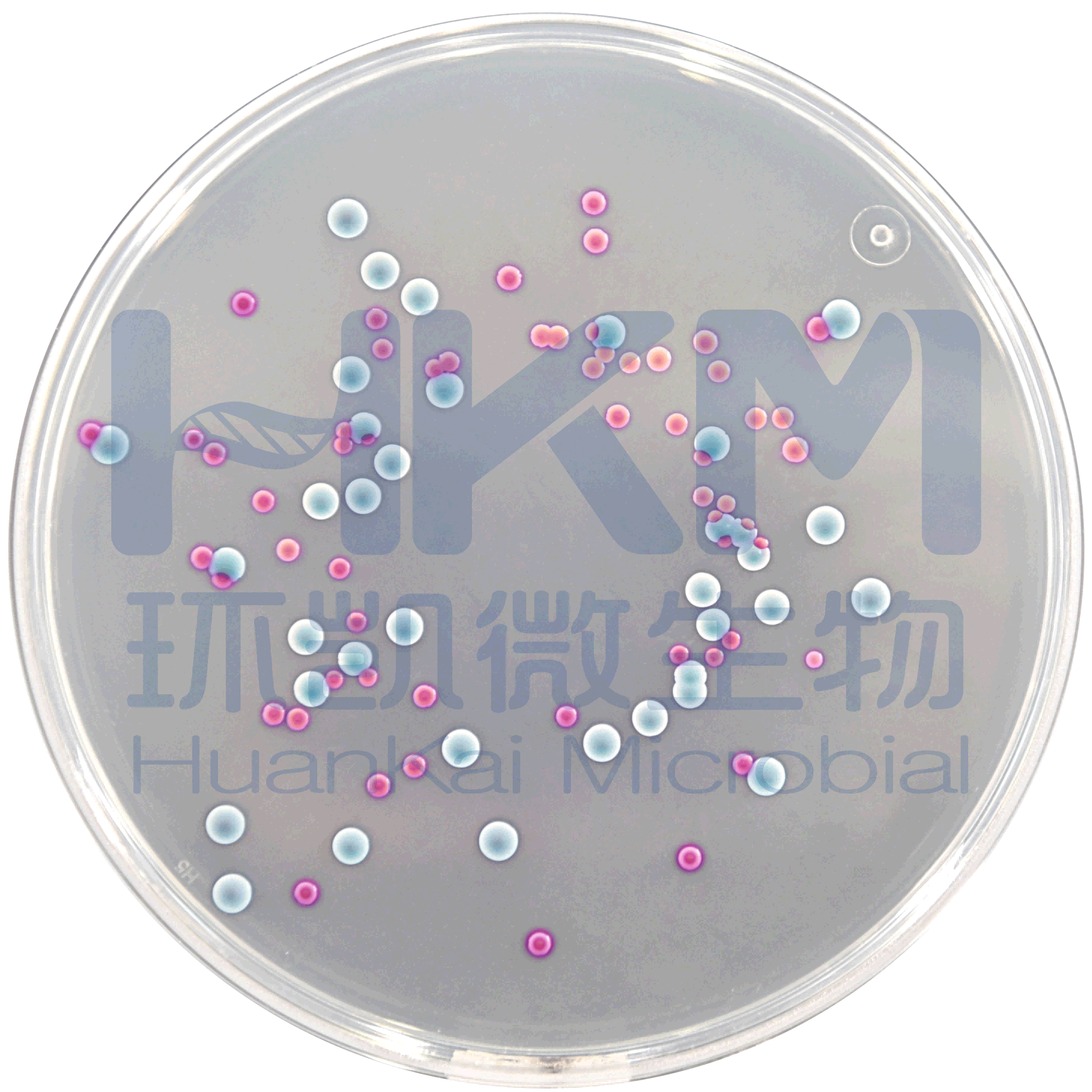 食品微生物检验GB4789.10-2016金黄色葡萄球菌检验及其注意事项