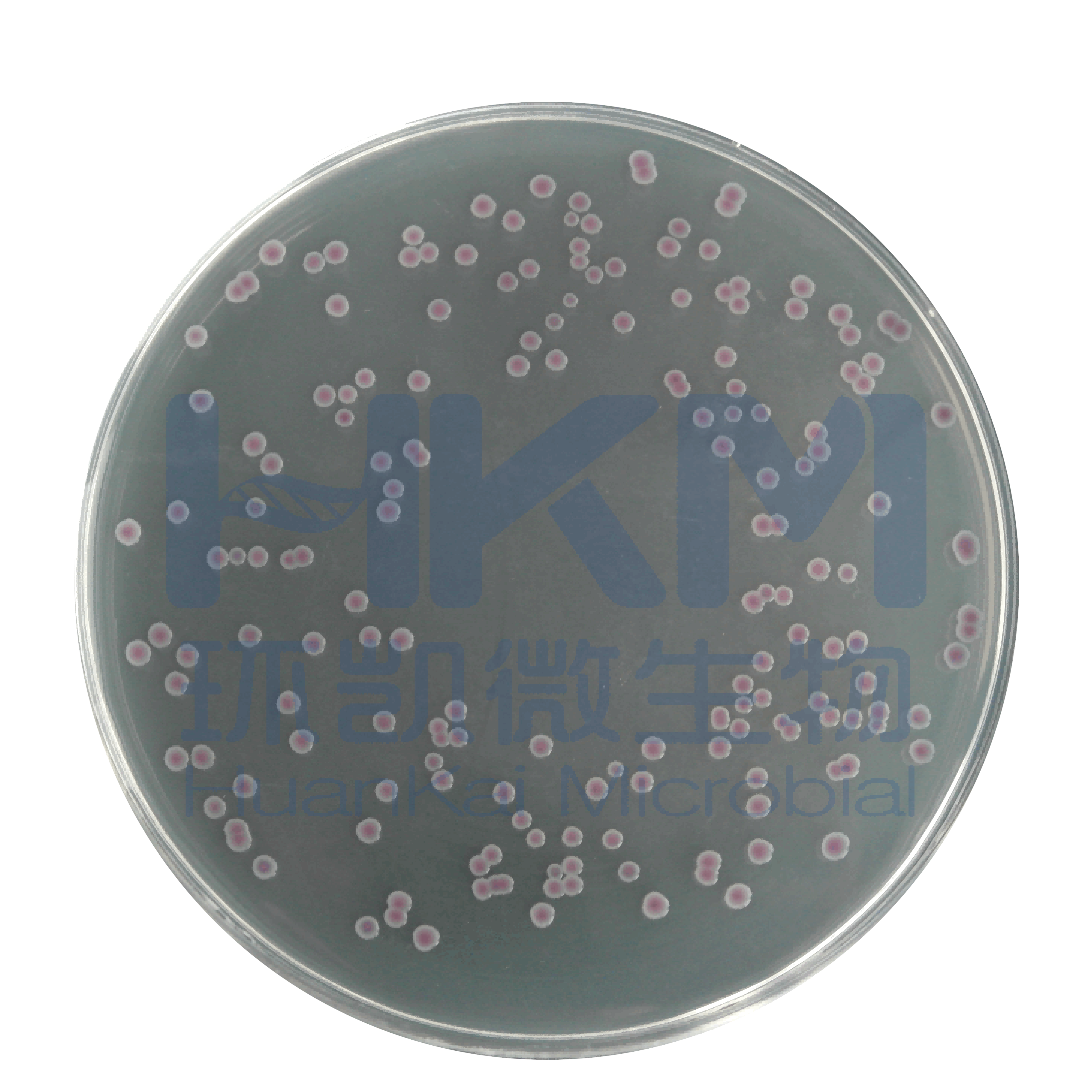 食品微生物检验GB4789.7-2013 副溶血性弧菌检测及其注意事项