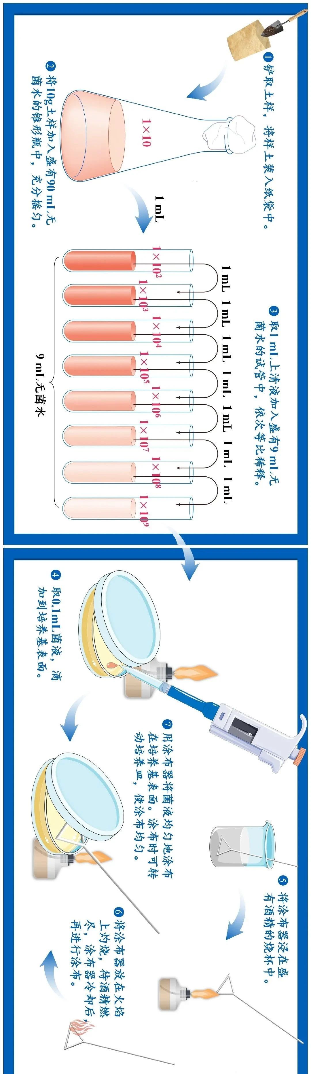 稀释涂布平板法操作示意图 稀释涂布平板法操作示意图