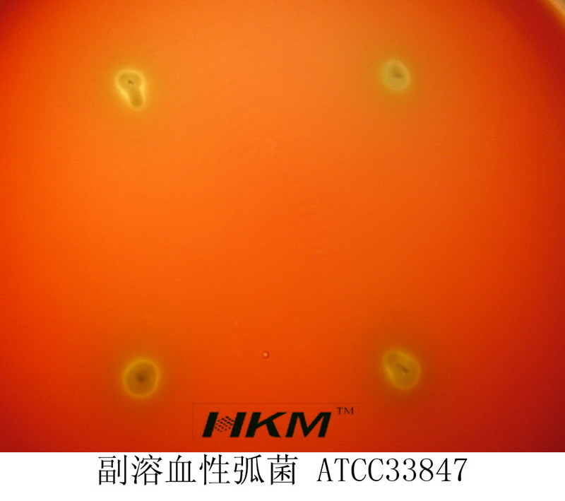 副溶血性弧菌ATCC33847 副溶血性弧菌ATCC33847
