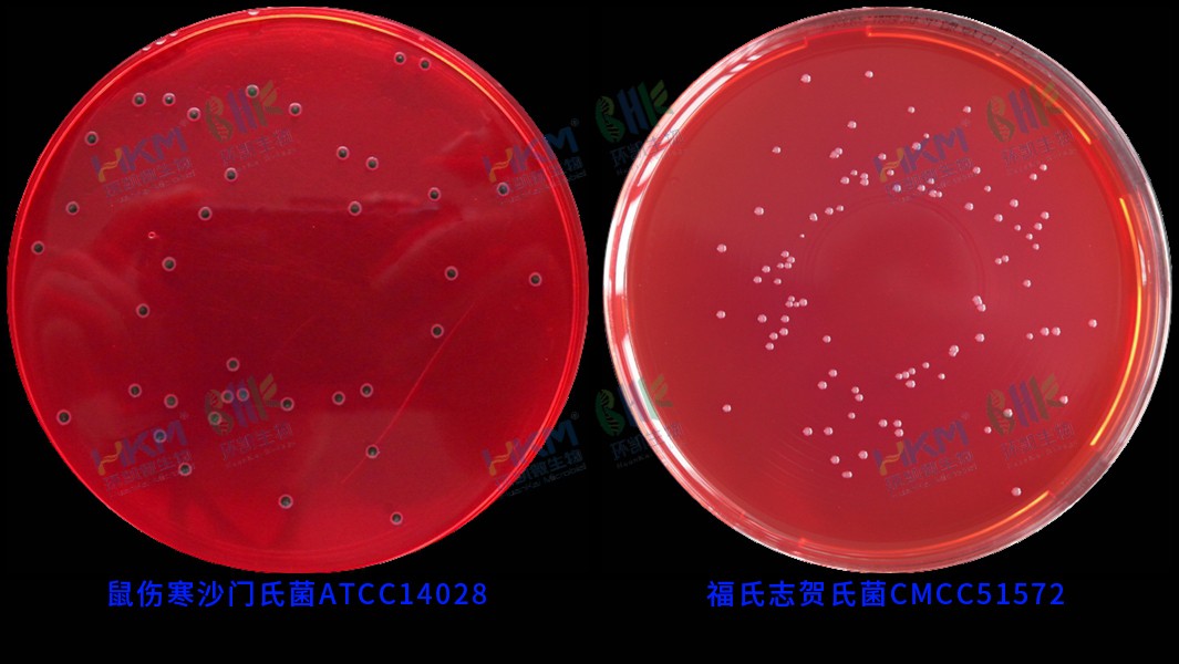 029999 XLD琼脂培养基(GB沙门) 鼠伤寒沙门氏菌ATCC14028 及 福氏志贺氏菌CMCC(B)51572 反应特征