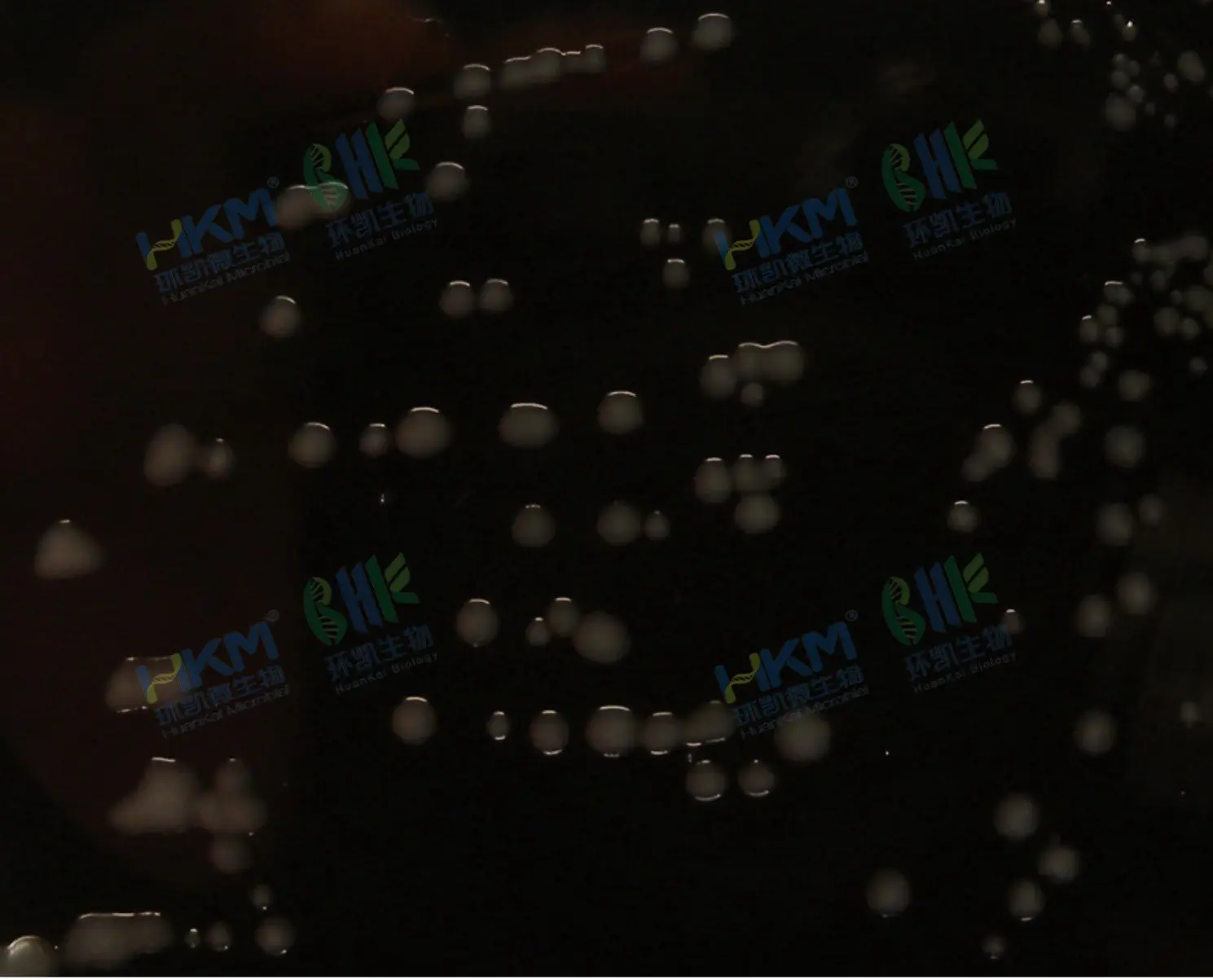 027382 改良CCD琼脂基础 空肠弯曲菌ATCC33291 027382 改良CCD琼脂基础 空肠弯曲菌ATCC33291