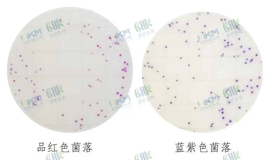 HandyPlate&reg;金黄色葡萄球菌确认反应片判读图解