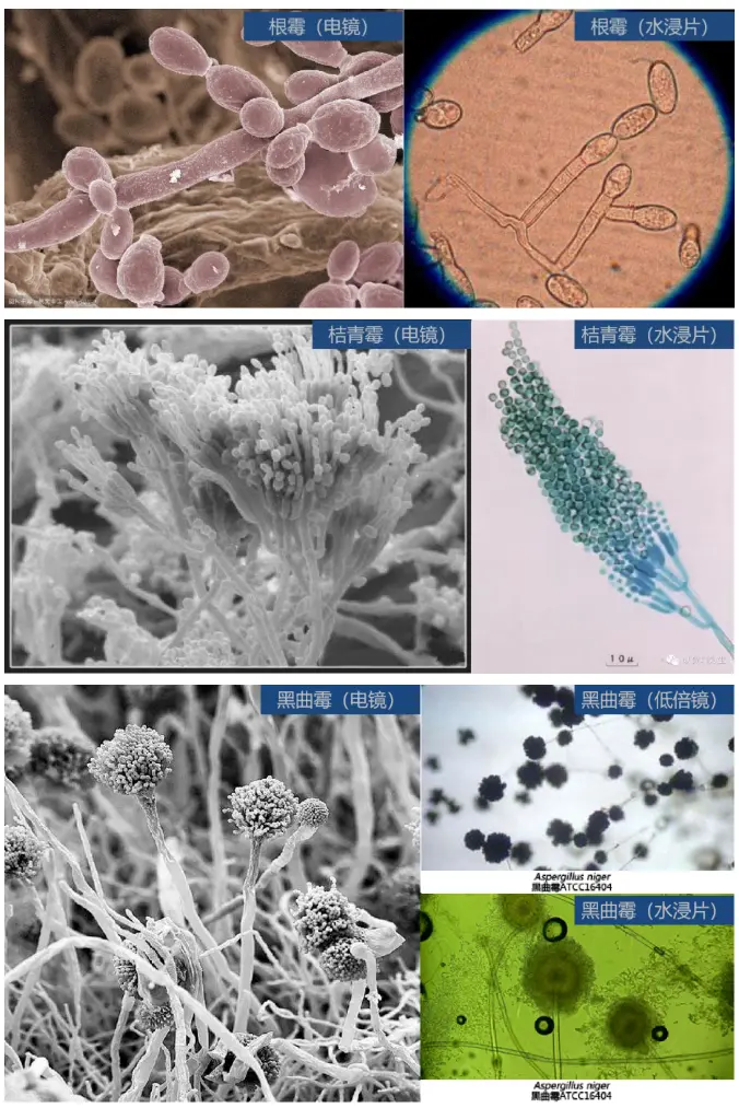霉菌:细胞构造与酵母菌相似,但外观以菌丝体形式存在 霉菌:细胞构造与酵母菌相似,但外观以菌丝体形式存在