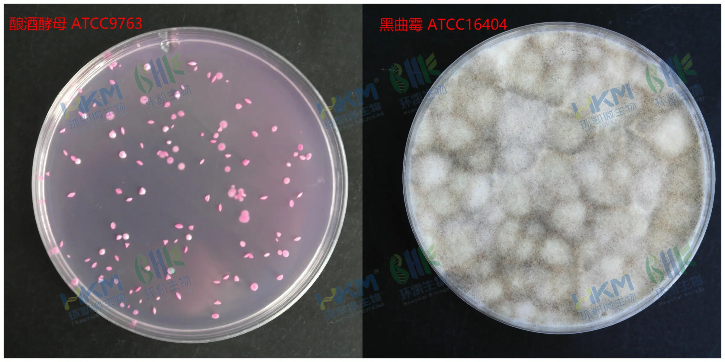 虎红琼脂培养基菌落特征 虎红琼脂培养基菌落特征