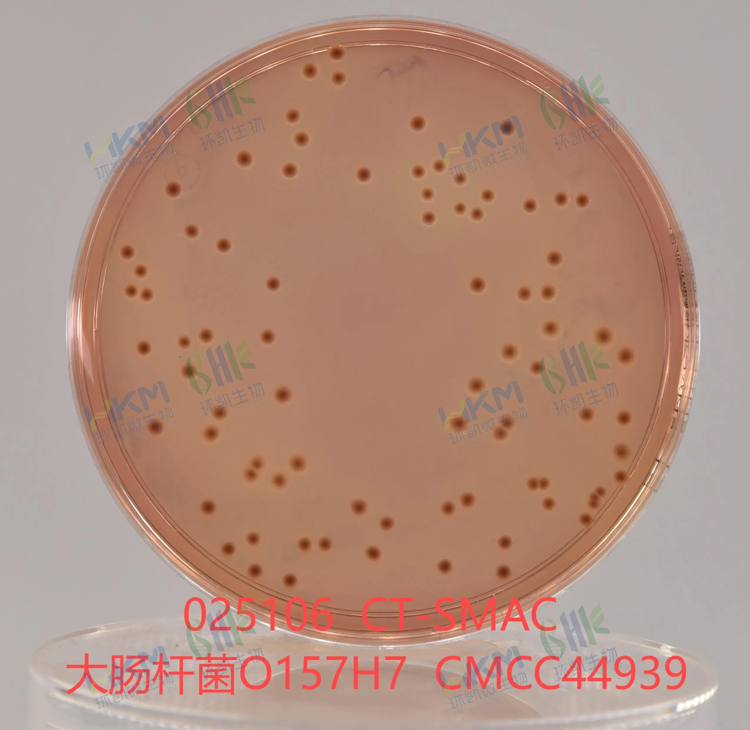025106 CT-SMAC 大肠杆菌O157H7 CMCC44939