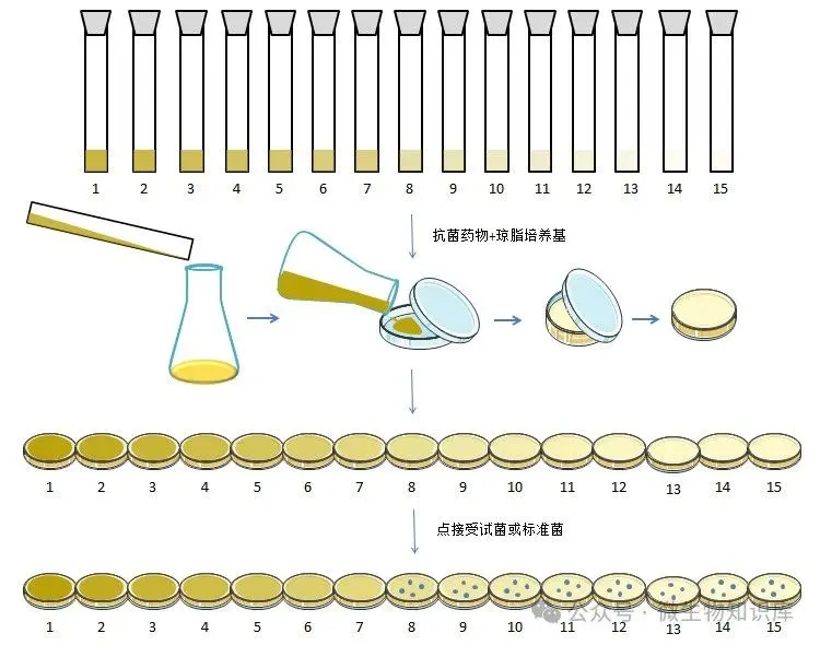 琼脂稀释法