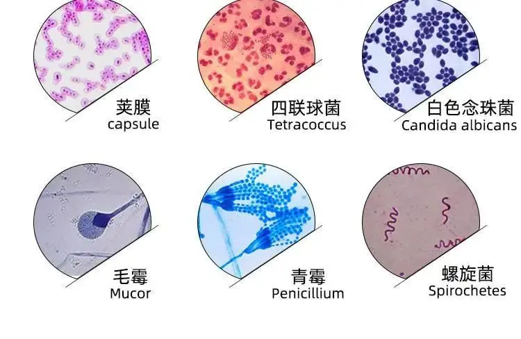各类菌种