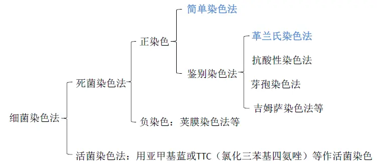 细菌染色方法分类