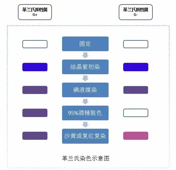 革兰氏染色示意图