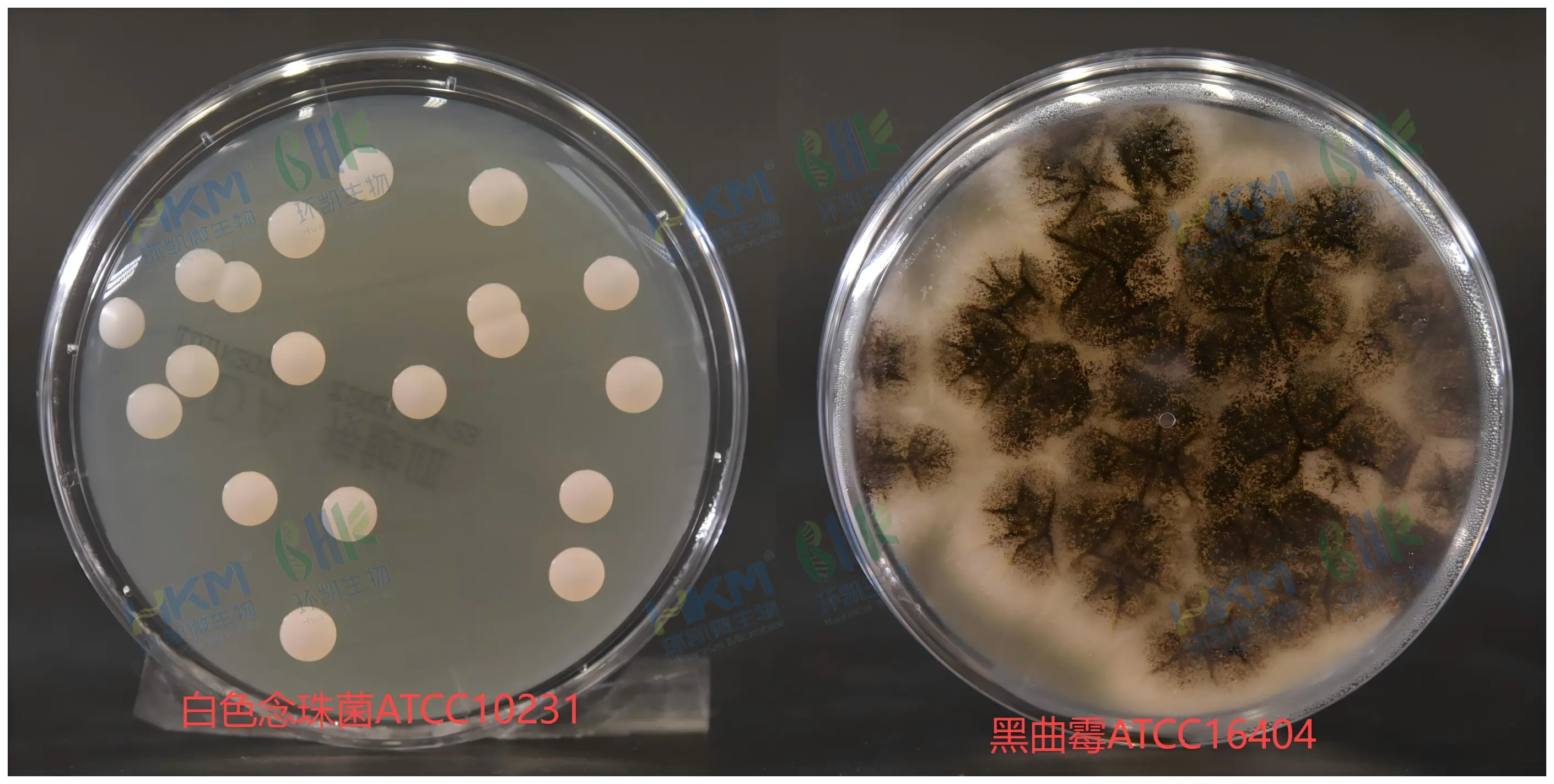沙门氏菌增菌培养基(SDA平皿接触皿)菌落特征 沙门氏菌增菌培养基(SDA平皿接触皿)菌落特征