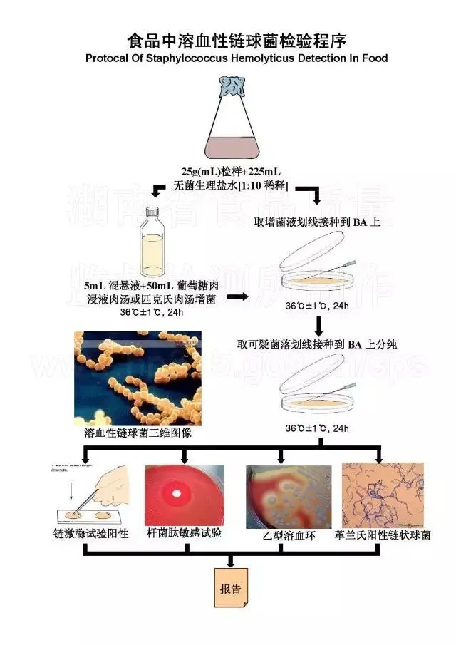 食品中溶血性链球菌检验程序图 