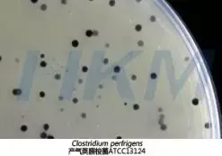 产气荚膜梭菌ATCC13124