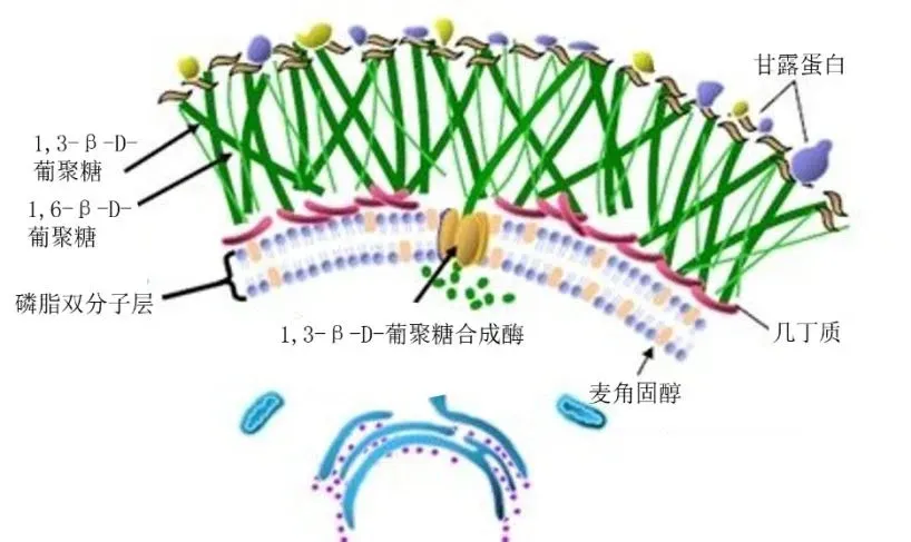 1,3-β-D 葡聚糖
