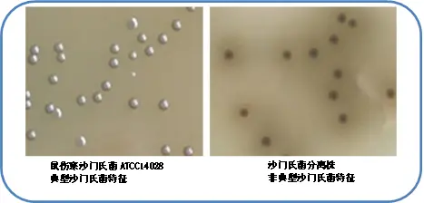 亚硫酸铋琼脂（BS）菌落特征
