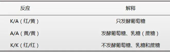 糖发酵的结果观察 糖发酵的结果观察