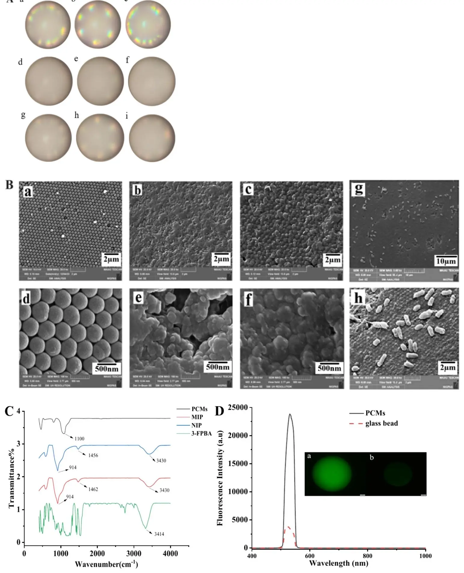 展示 MIP FPMs 的表面特性,包括金相显微图像、SEM 图像、FTIR 光谱和荧光特性 展示 MIP FPMs 的表面特性,包括金相显微图像、SEM 图像、FTIR 光谱和荧光特性