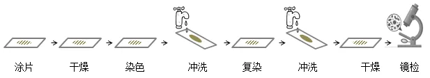 细菌鞭毛染色操作步骤 细菌鞭毛染色操作步骤