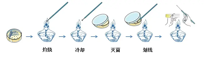斜面接种