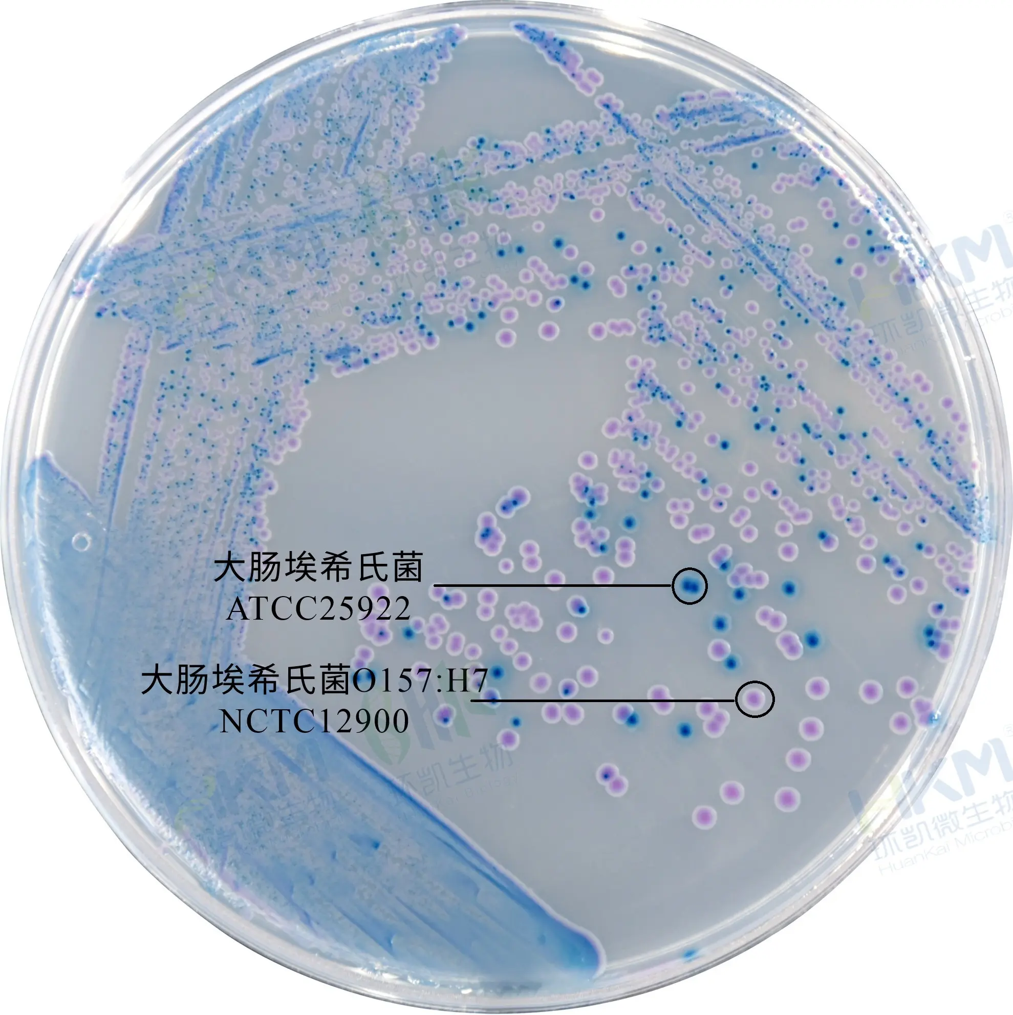 CRM007B 大肠杆菌O157显色平板培养基 90mm×20个 - 产品主图3