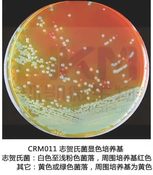 志贺氏菌显色培养基菌落特征