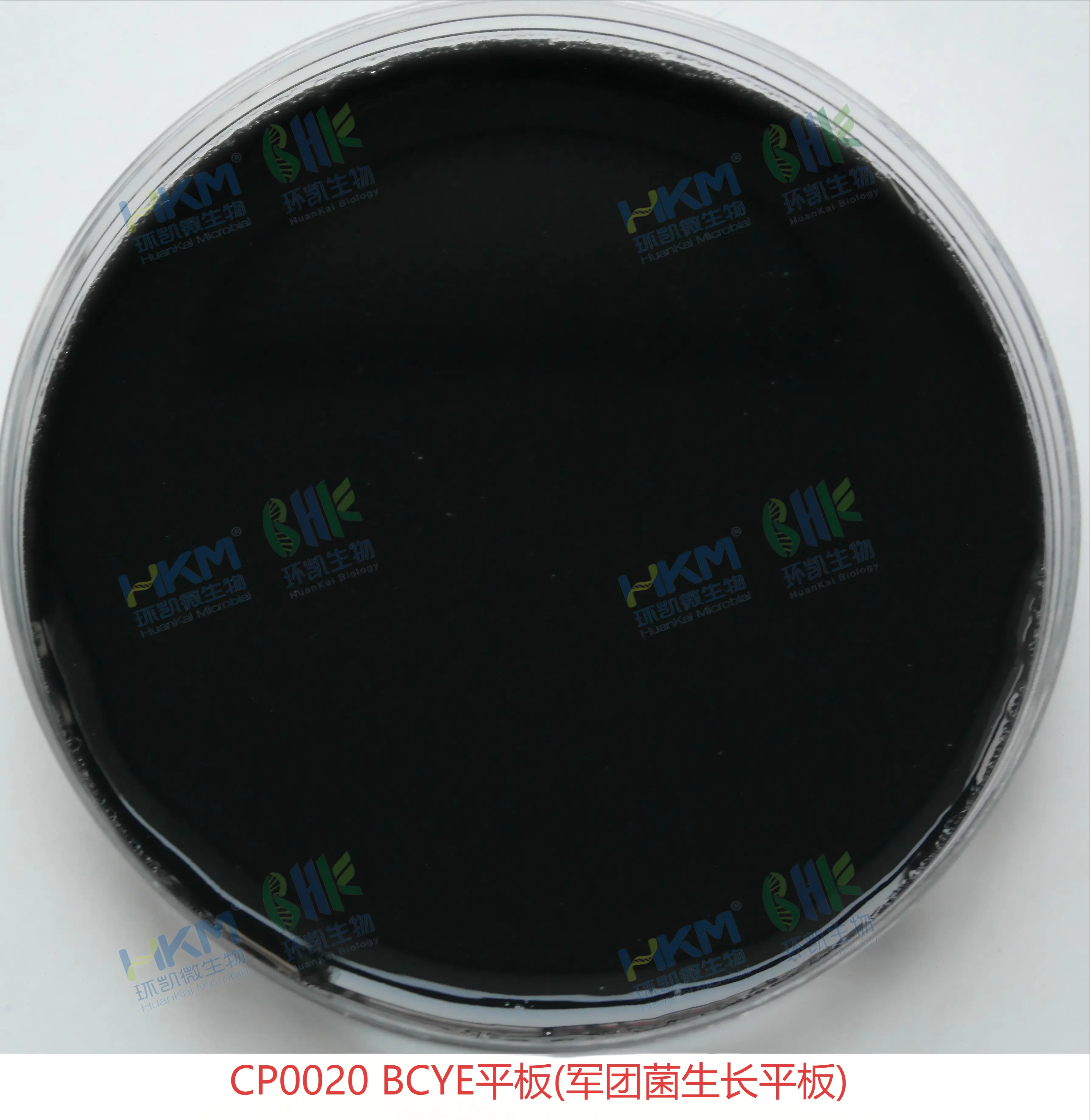 CP0020 BCYE平板(军团菌生长平板) CP0020 BCYE平板(军团菌生长平板)