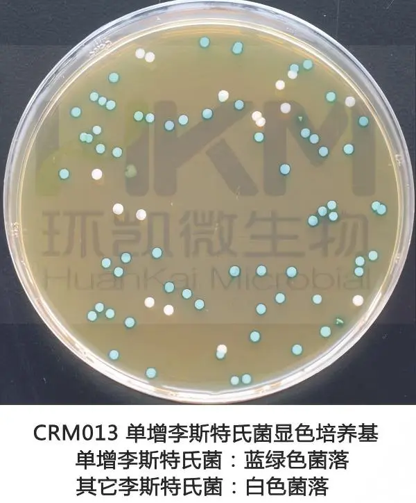 单增李斯特氏菌显色培养基菌落特征