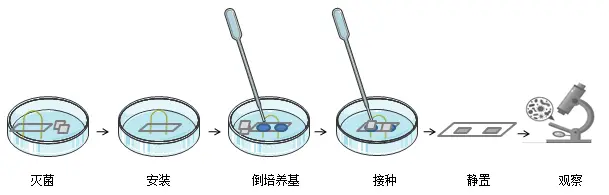 载玻片培养法观察法