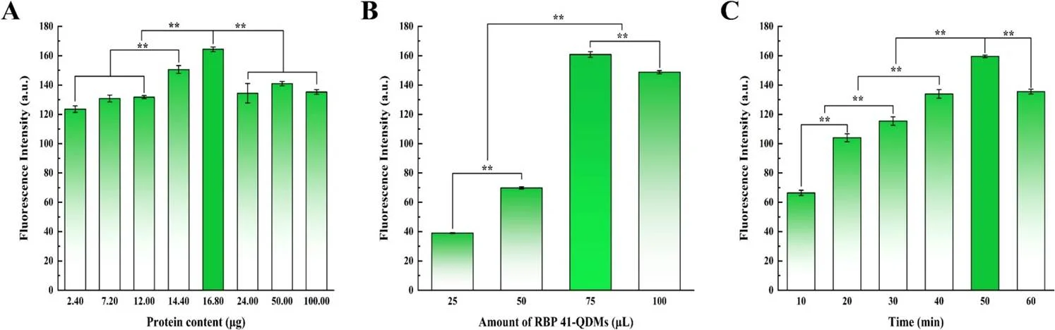 RBP-41磁性荧光纳米生物传感器检测条件的优化