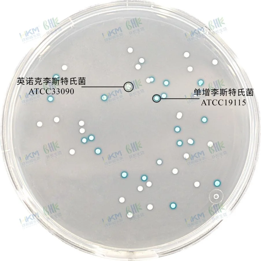 单核细胞增生李斯特氏菌：蓝绿色菌落