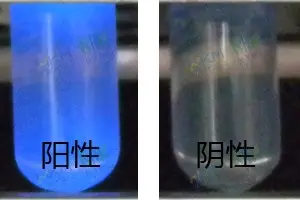 LST-MUG肉汤培养基中细菌生物特征