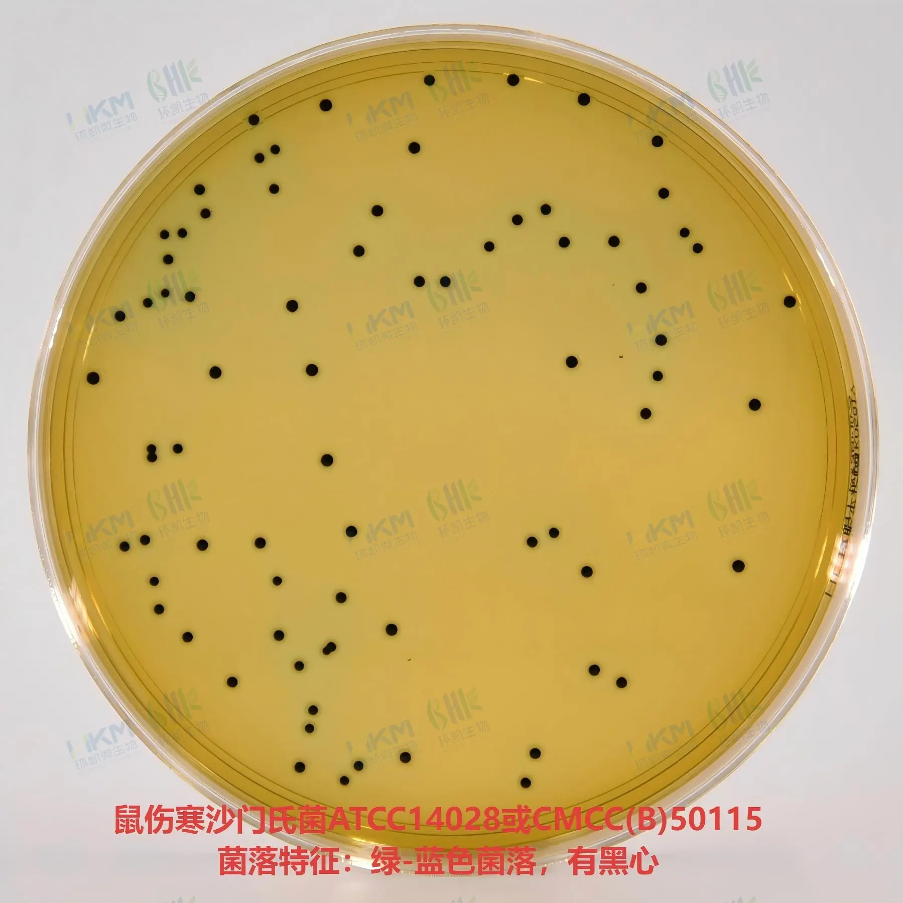 鼠伤寒沙门氏菌ATCC14028或CMCC(B)50976 菌落特征:绿-蓝色菌落,有黑心 鼠伤寒沙门氏菌ATCC14028或CMCC(B)50976 菌落特征:绿-蓝色菌落,有黑心