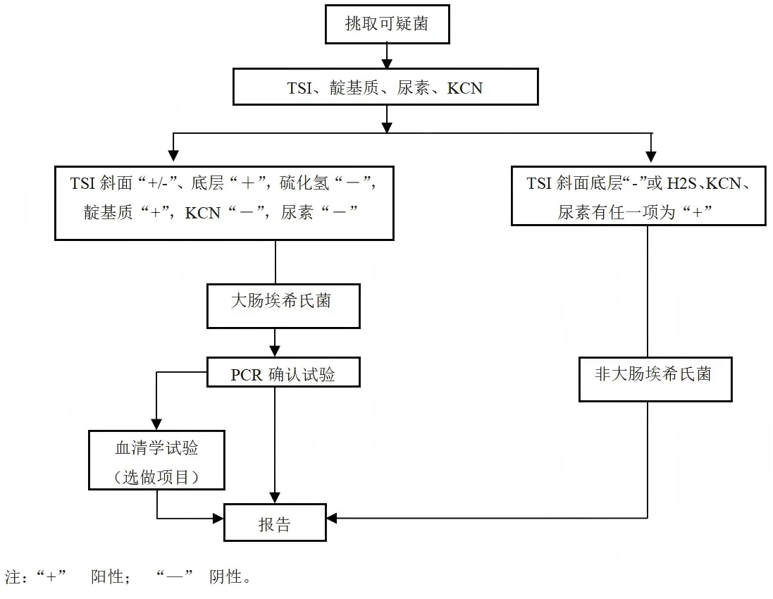 致泻大肠埃希氏菌生化鉴定程序图