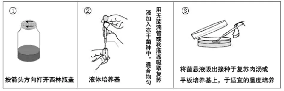 冻干菌种蜡样芽孢杆菌复苏示意图