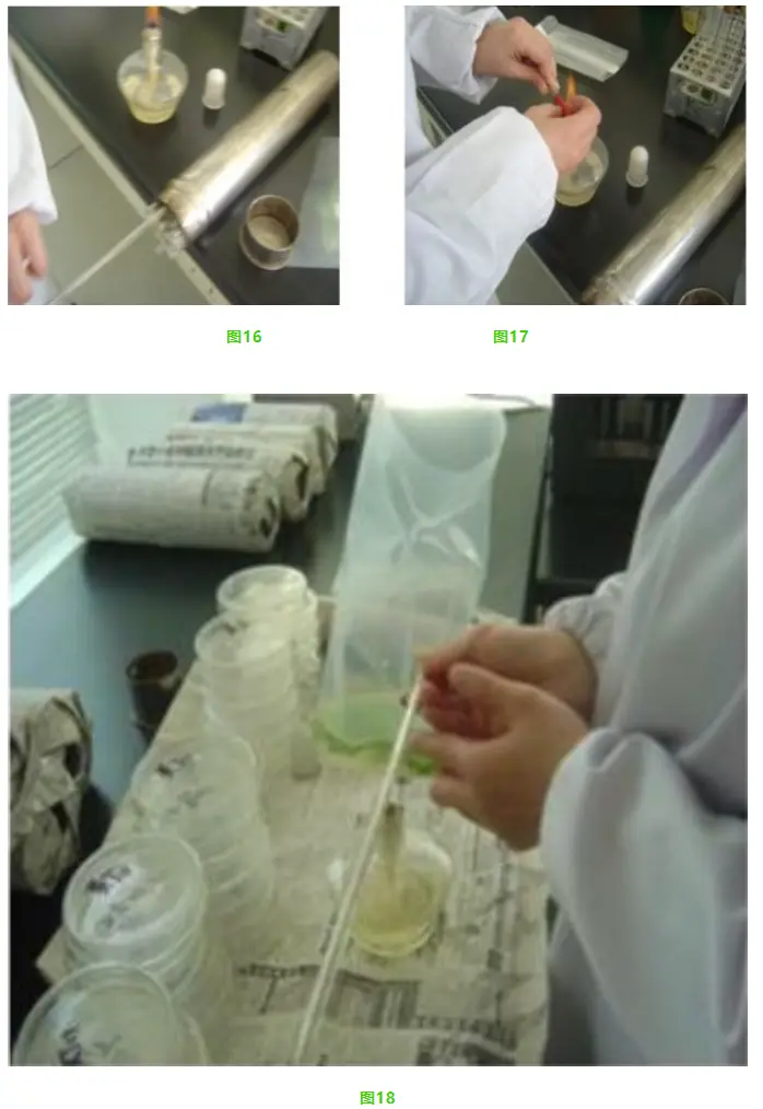 样液接种方法