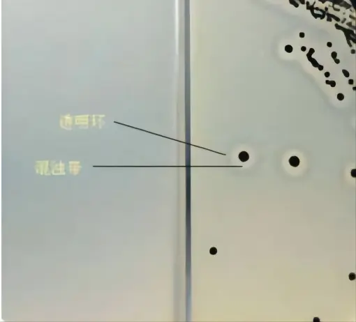 Baird-Parker琼脂