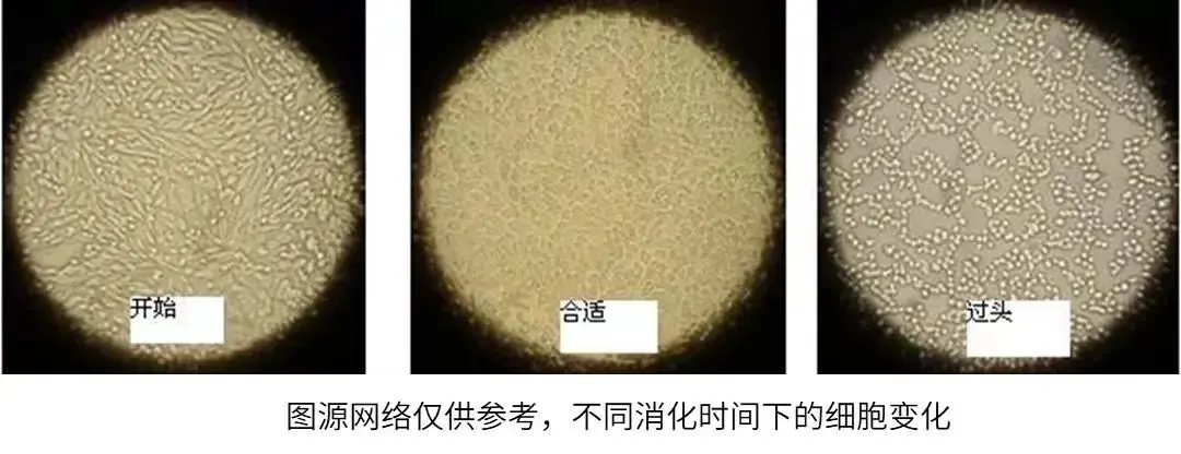 不同时间下的细胞变化
