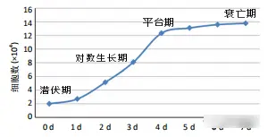 细胞生长时期