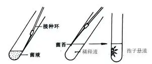 点种法 点种法